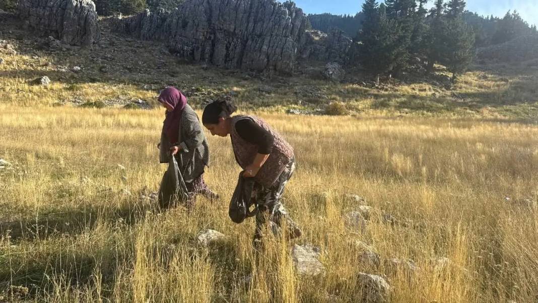 Torosların Efsanevi Lezzeti Çayır Mantarında Sezon Açıldı! 4